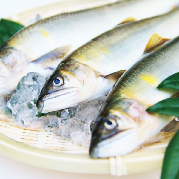 四万十川 天然鮎　1kg 四万十川の天然鮎 1kg｜モンベル