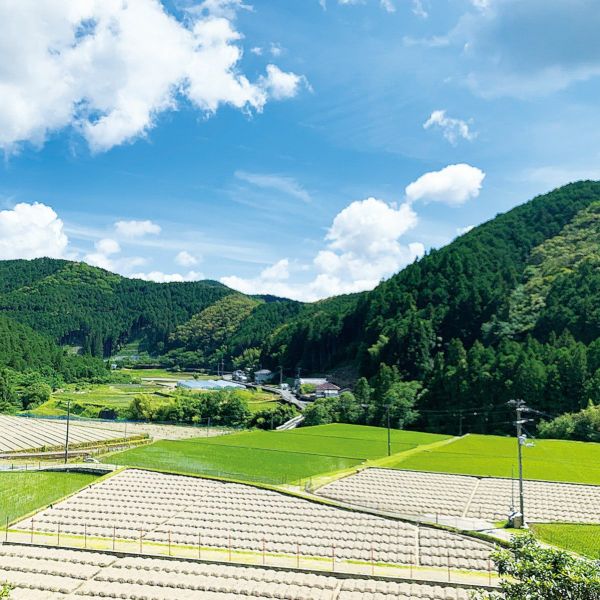 新米！高知県四万十町産「にこまる」大西博之さんの『奥呉地の棚田米』(特別栽培米) | しまんとリバーストア