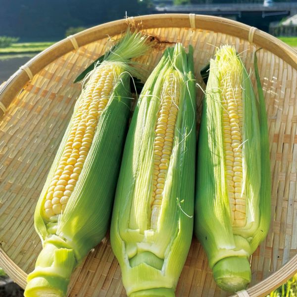 朝獲れ！産地直送！生でも食べられる甘み溢れる絶品スイートコーン