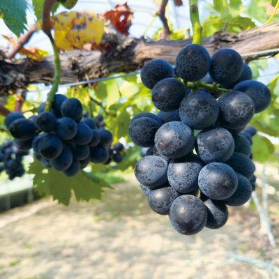 朝獲れ新鮮☀️高知県産ピーマン12.5キロ送料込み　安心安全の減農薬栽培✨ 朝獲れ新鮮☀️高知県産ピーマン12.5キロ送料込み 安心安全の減