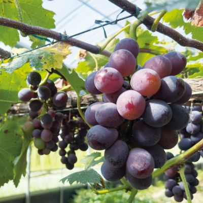 数量限定！【化学肥料不使用】四万十町産 長山さんの極上ぶどう