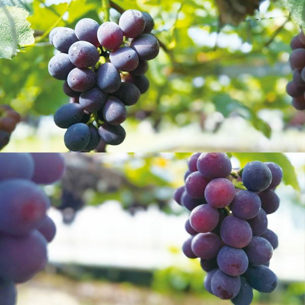 数量限定！【化学肥料不使用】四万十町産 長山さんの極上ぶどう『高妻